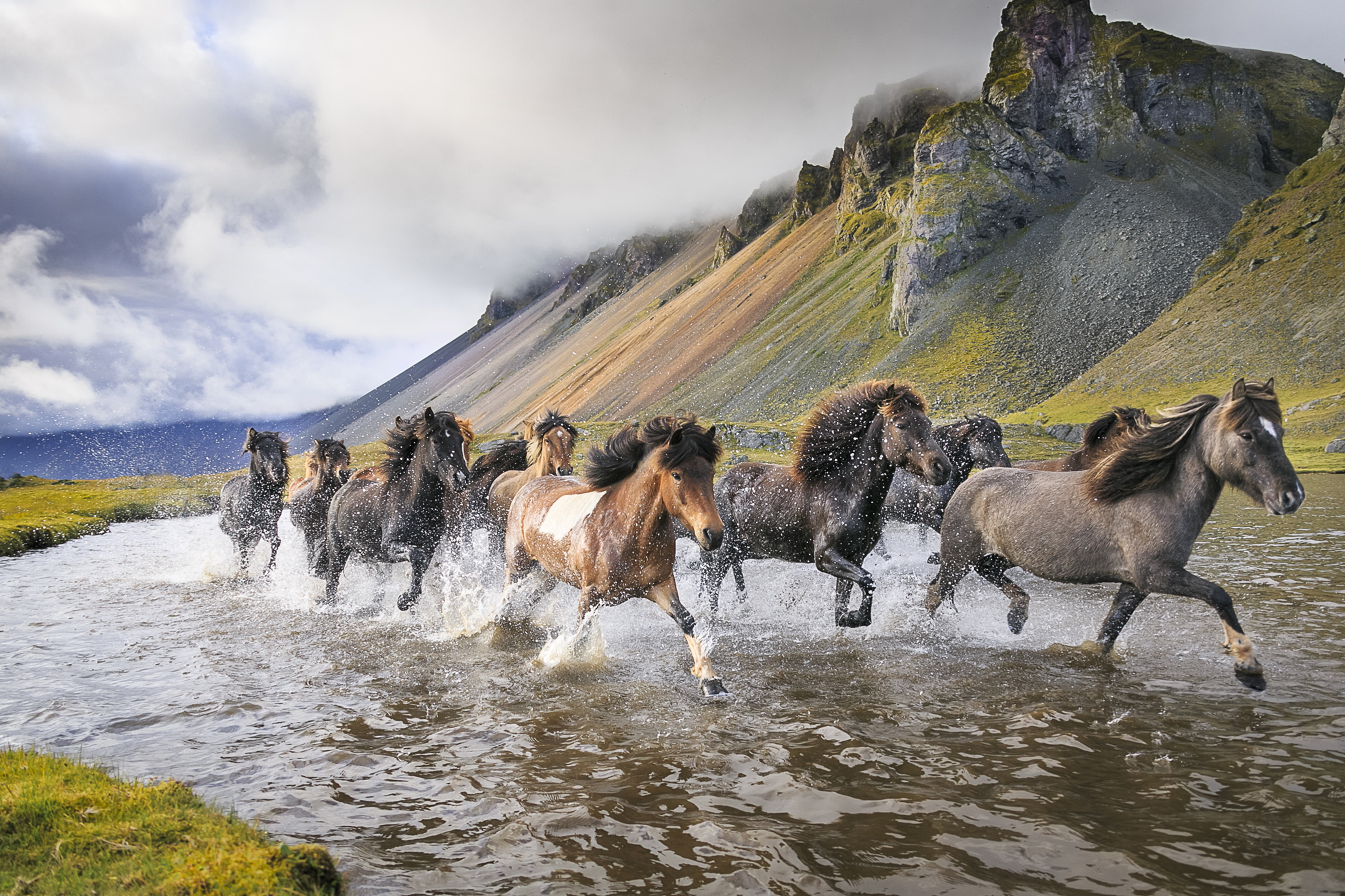 Horses In Iceland